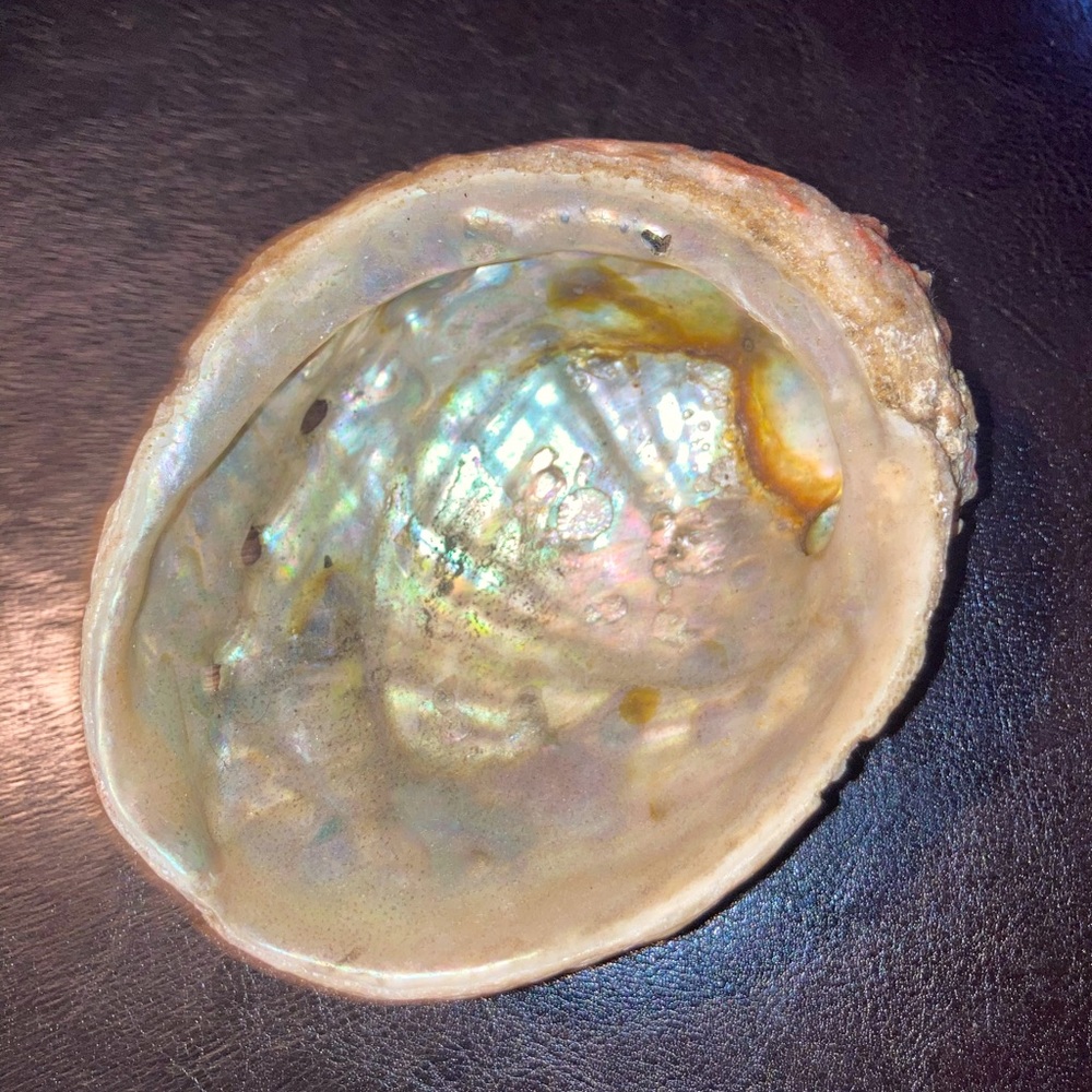 Alabone Shell - Picture 3 of 6